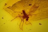 Fossil Immature Barklouse (Psocoptera) & Fly (Diptera) in Baltic Amber #183605-1